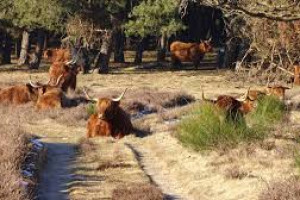 Grote grazers in ’t Gooi